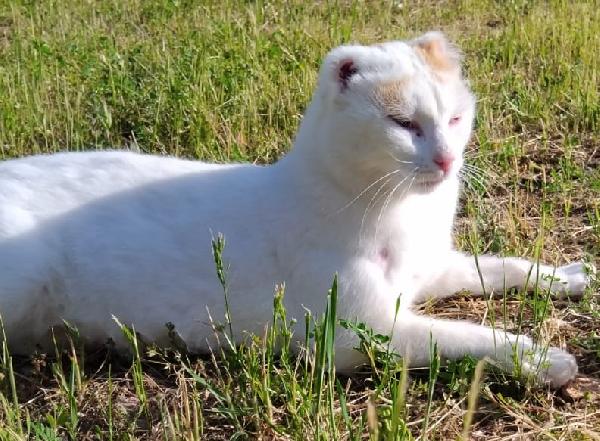 UBER, micione FIV+ Foto 3